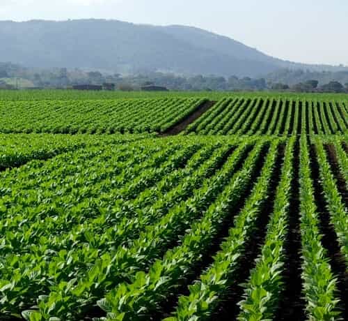 Importação de insumos do Segmento Agroquímico